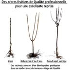  Prunier Reine Victoria