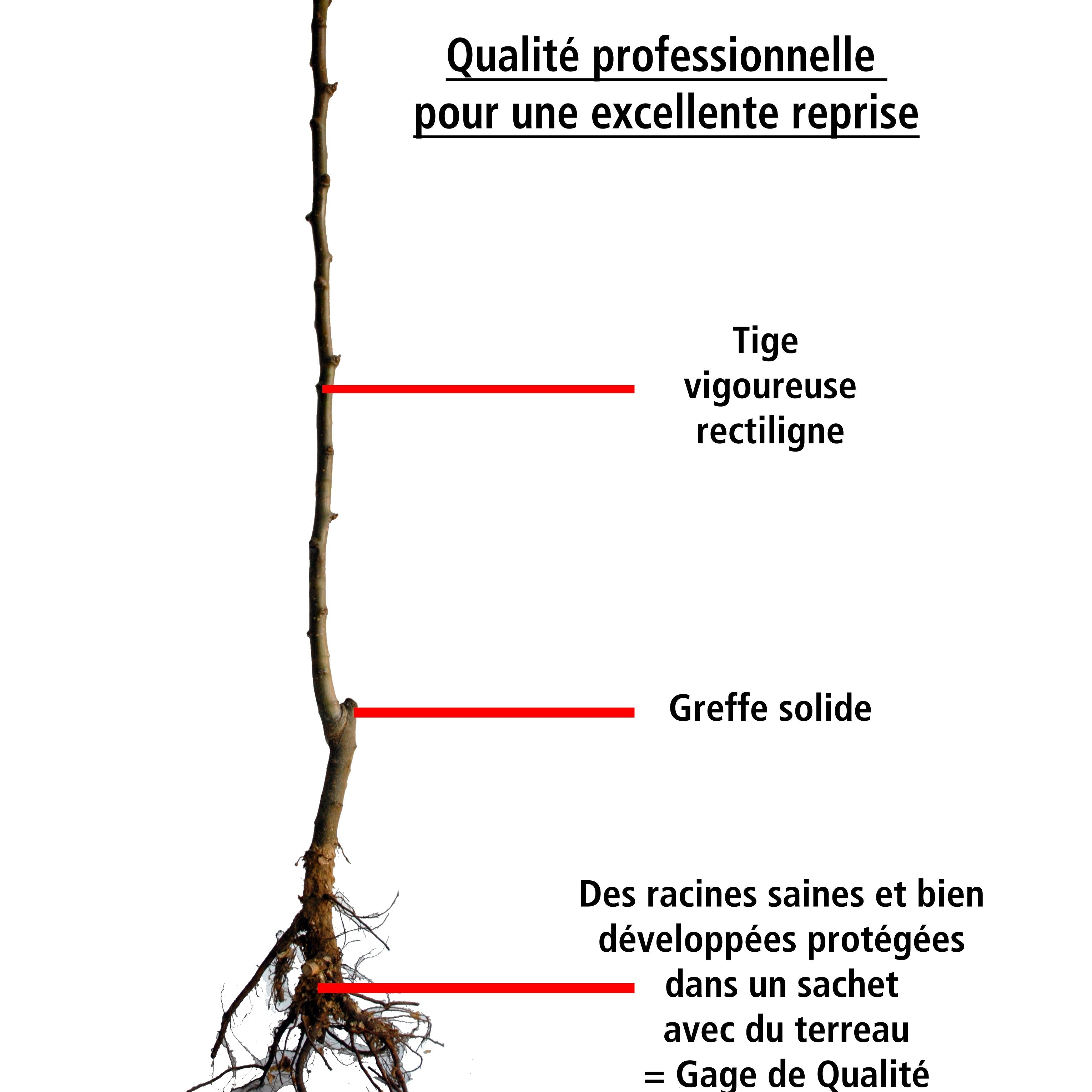  Prunier Reine Victoria