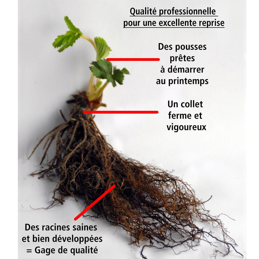  20 Fraisiers Maxim