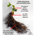  20 Fraisiers Maxim