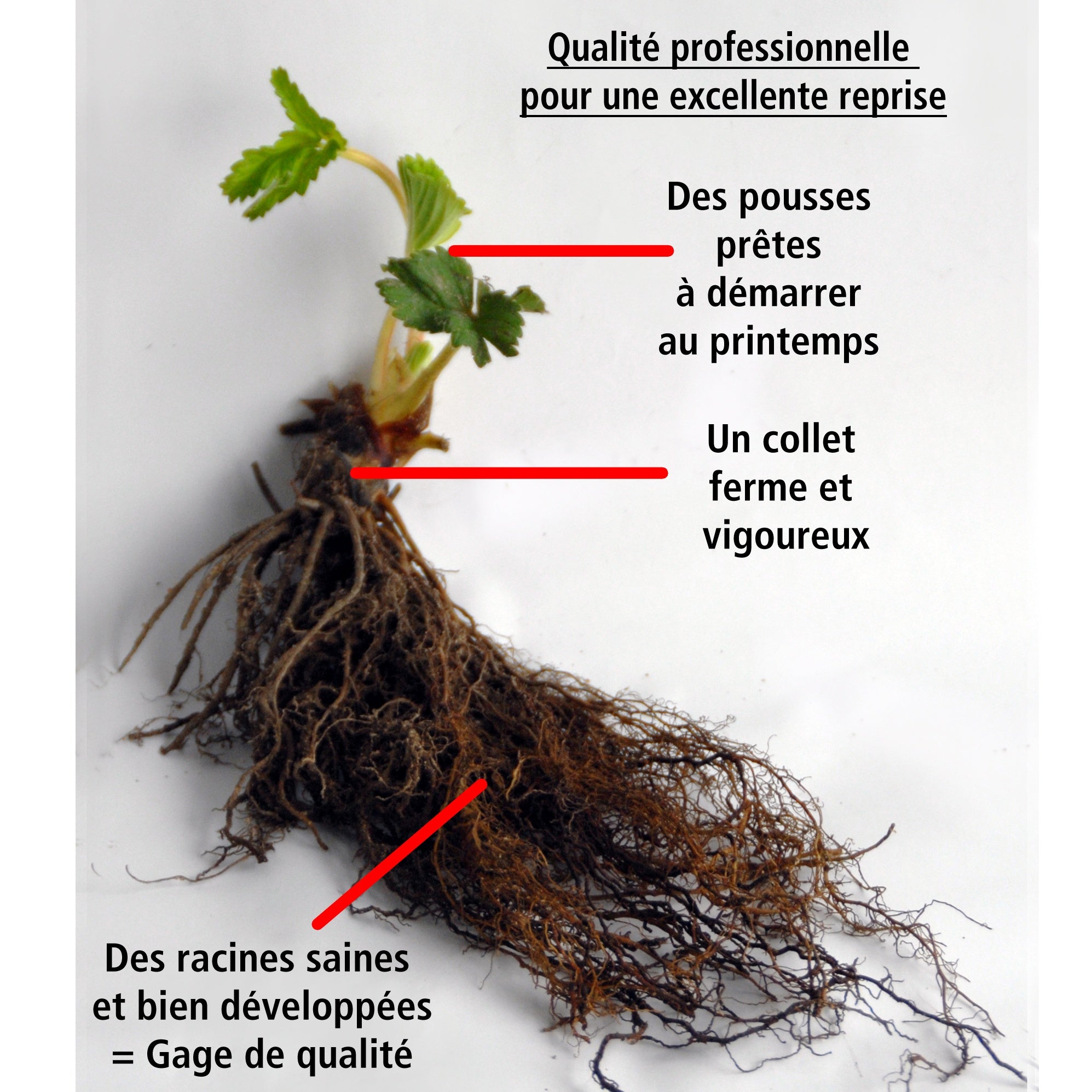  20 Fraisiers Maxim
