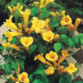  Bignone Trompette Jaune