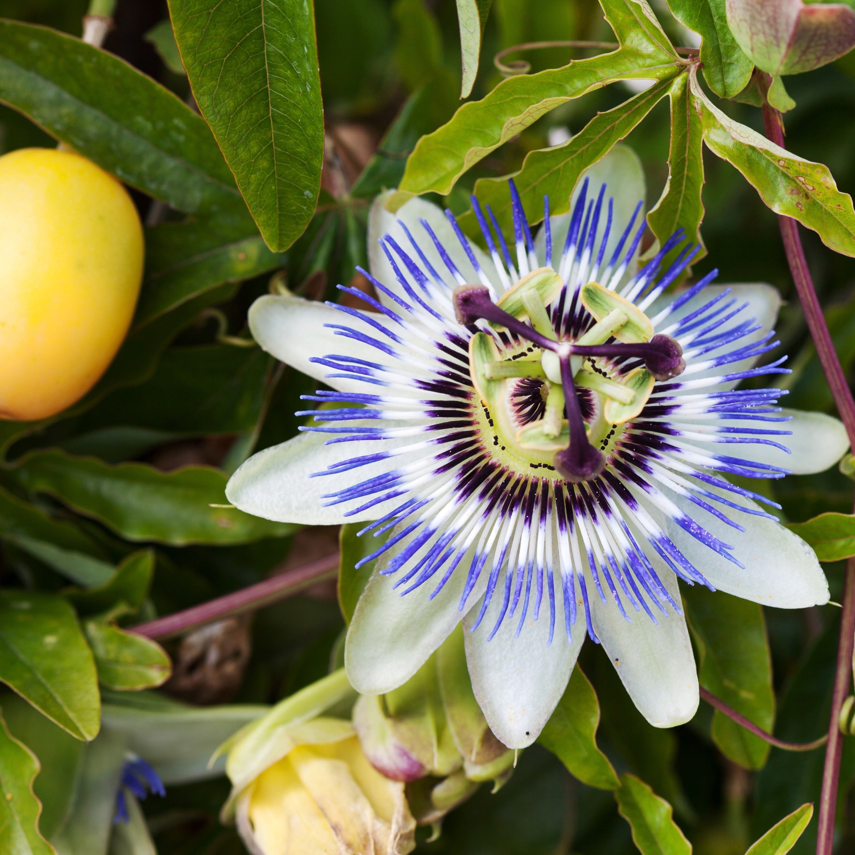  Passiflore Bleue