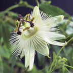  Passiflore Constance Elliot