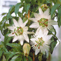  Passiflore Constance Elliot
