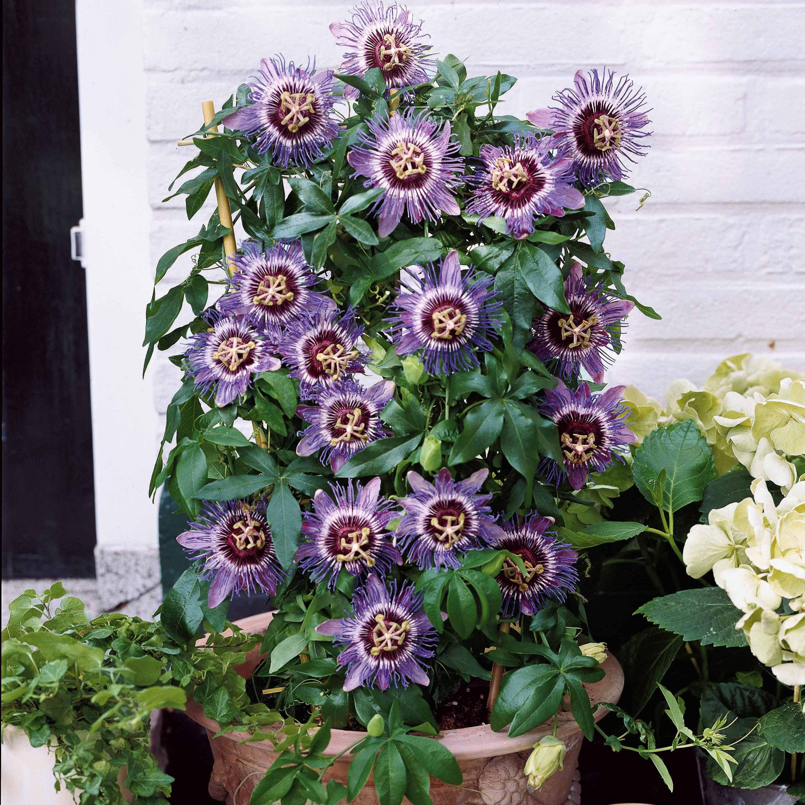  Passiflore Purple Rain