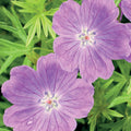  3 Géraniums Vivaces Sanguin Rose Foncé