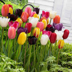 30 Tulipes 60 Days Of Tulips En Mélange