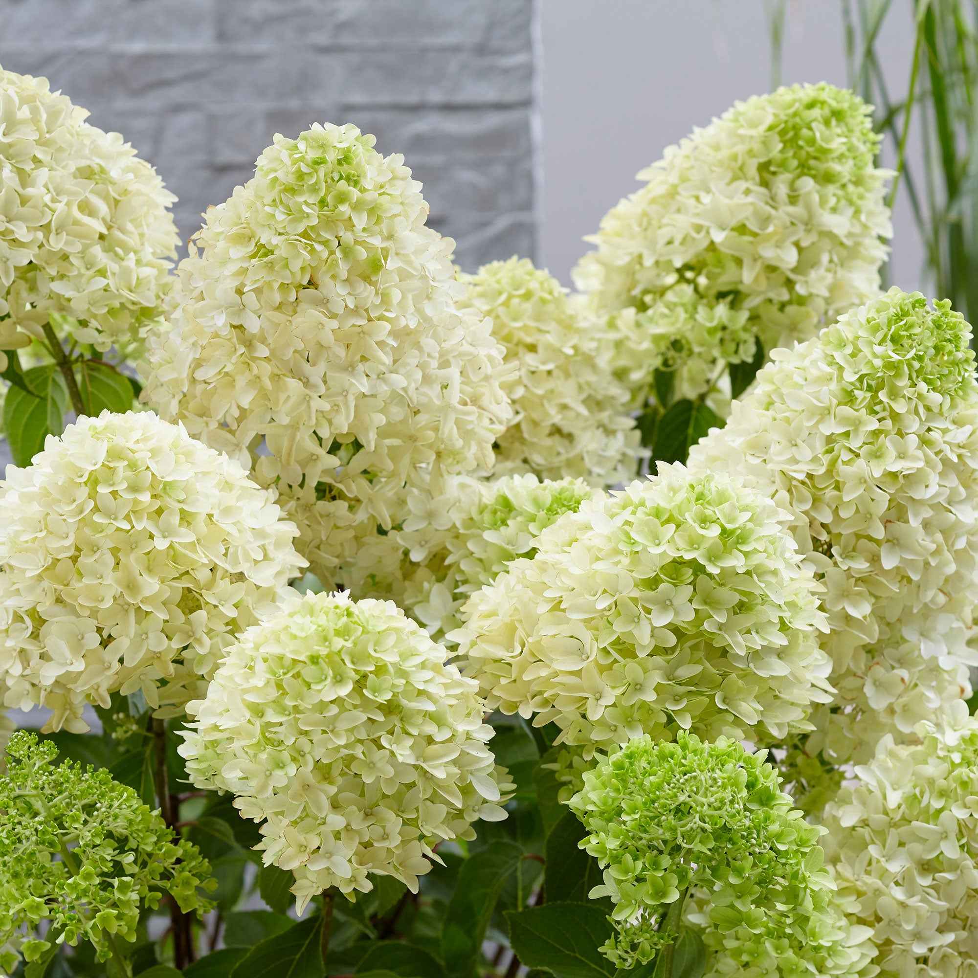  Hortensia Paniculé Skyfall