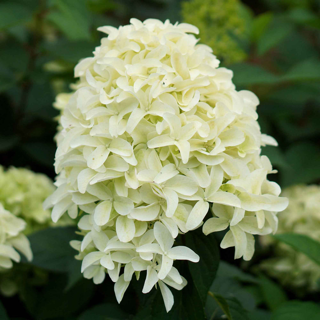  Hortensia Paniculé Skyfall
