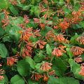  Chèvrefeuille Grimpant Dropmore Scarlet