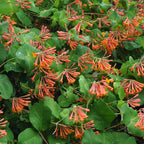  Chèvrefeuille Grimpant Dropmore Scarlet