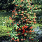  Chèvrefeuille Grimpant Dropmore Scarlet