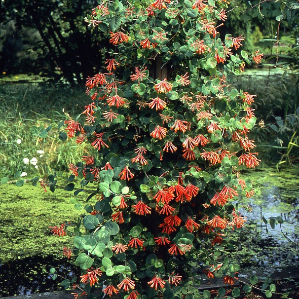  Chèvrefeuille Grimpant Dropmore Scarlet