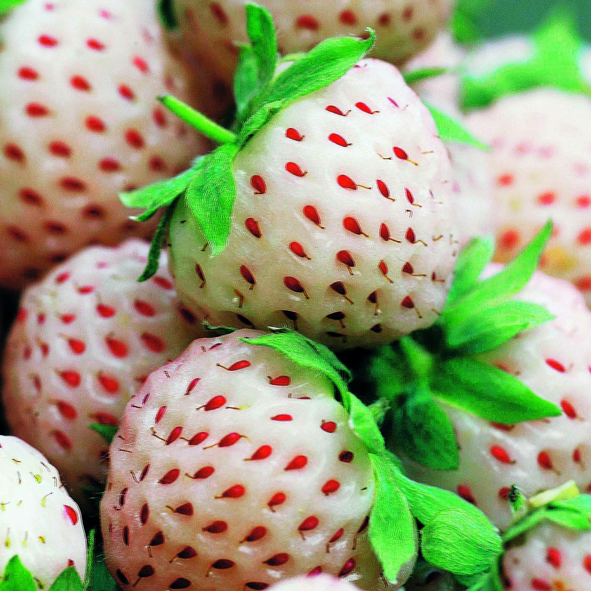  2 Fraisiers Pineberry White Dream ®