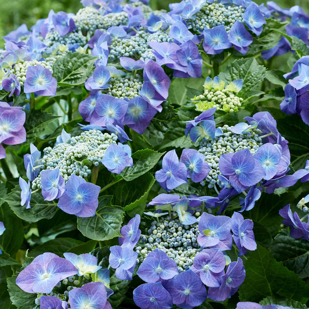  Hortensia Teller Blue