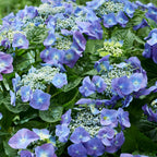  Hortensia Teller Blue