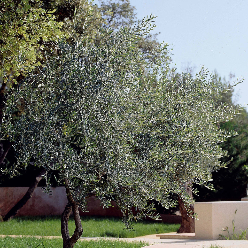  Olivier - Olea Europaea
