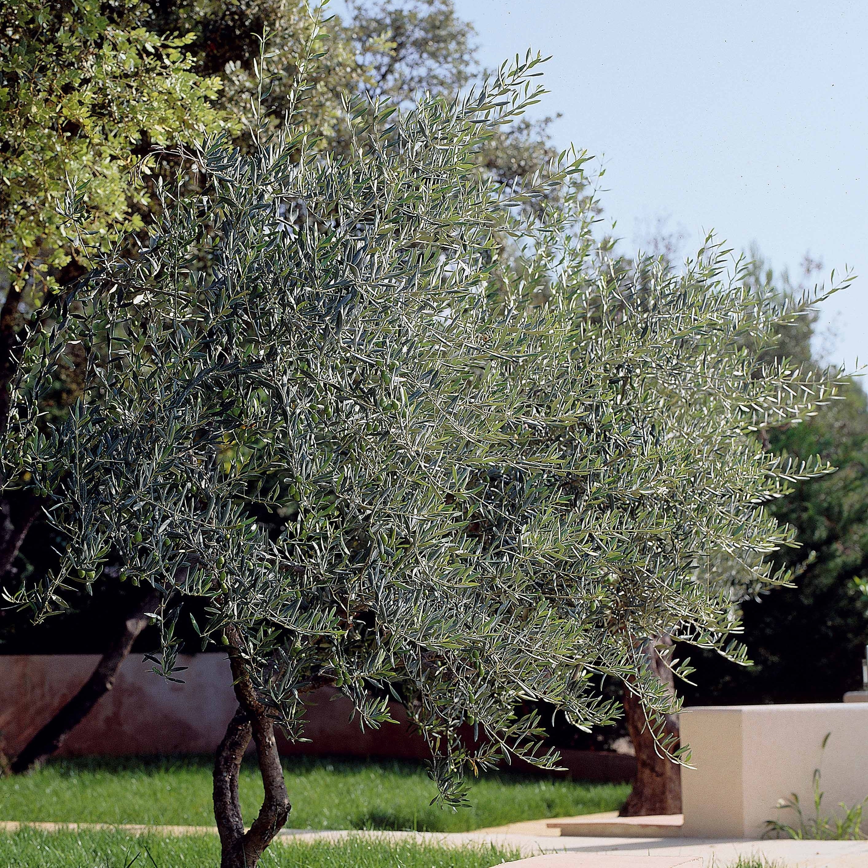  Olivier - Olea Europaea