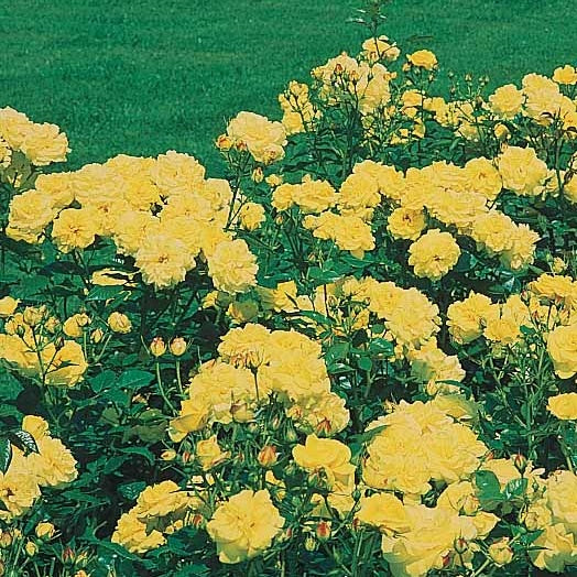  3 Rosiers à Massif Friesia