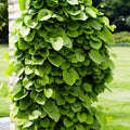  Aristoloche