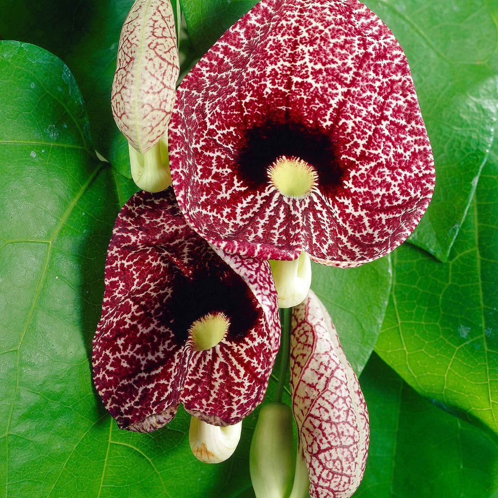  Aristoloche