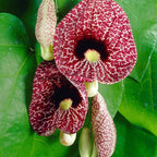  Aristoloche