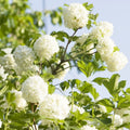  Viorne Boule De Neige