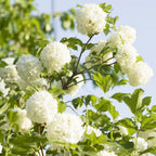  Viorne Boule De Neige