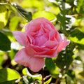  Rosier Queen Elisabeth