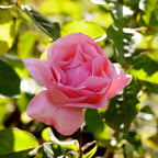  Rosier Queen Elisabeth