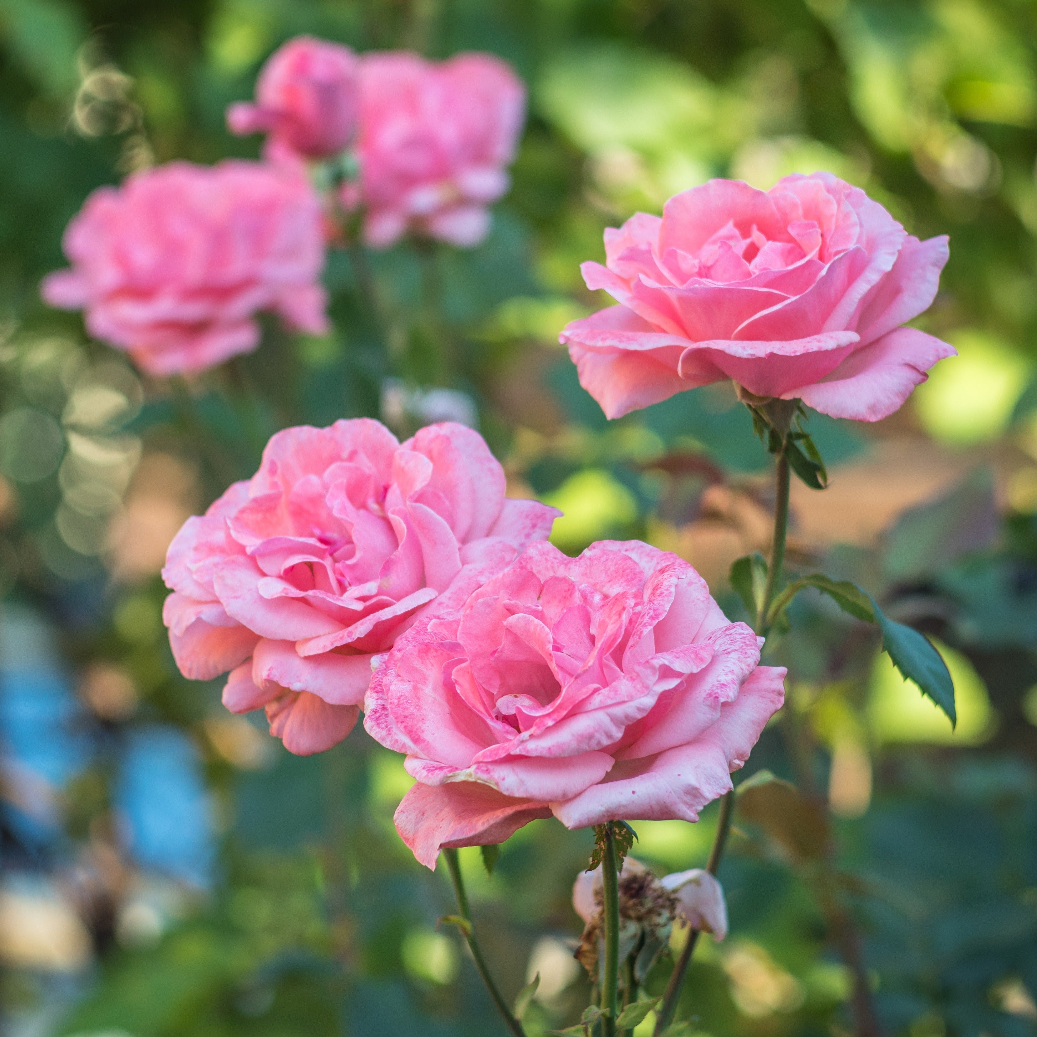  Rosier Queen Elisabeth