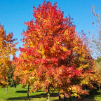  Copalme D'Amérique - Liquidambar