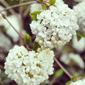  Viorne Boule De Neige Sur Tige