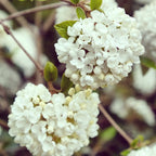  Viorne Boule De Neige Sur Tige