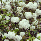  Viorne Boule De Neige Sur Tige