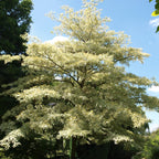  Cornouiller Des Pagodes Panaché