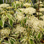  Cornouiller Des Pagodes Panaché