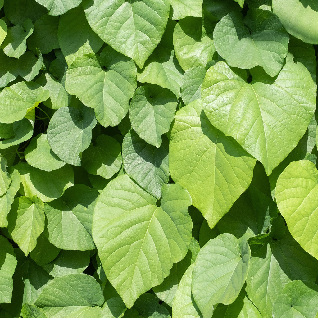  Aristoloche