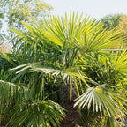  Palmier De Chine