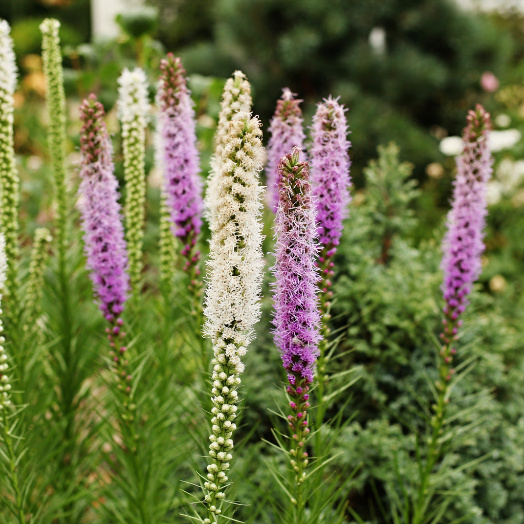  Massif D'été Fleuri En Mélange - 1,5 M²