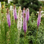  Massif D'été Fleuri En Mélange - 1,5 M²