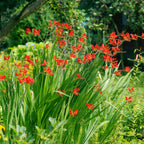  Massif D'été Fleuri En Mélange - 1,5 M²