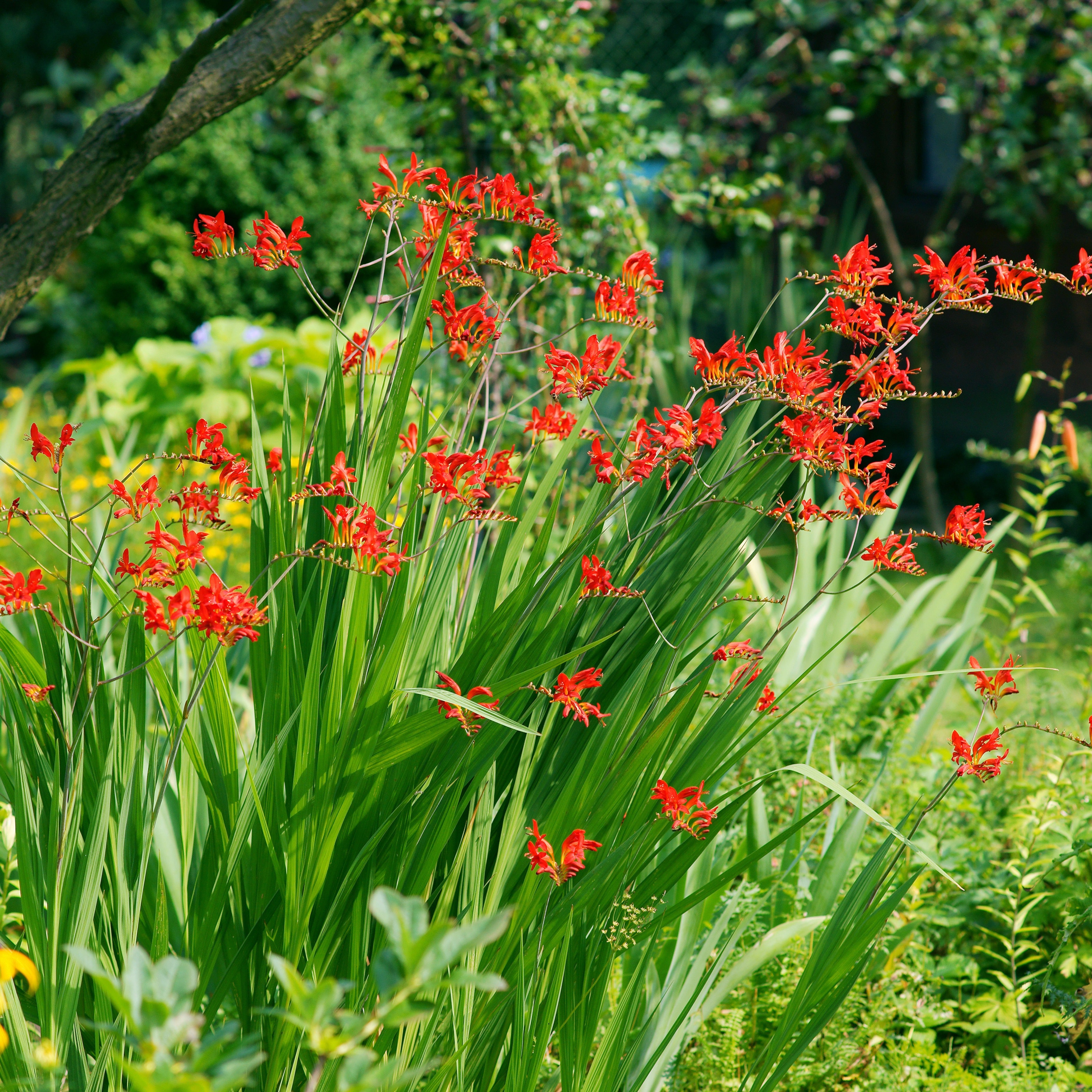  Massif D'été Fleuri En Mélange - 1,5 M²