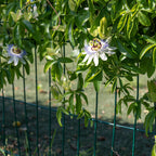  Passiflore Bleue