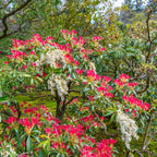  Pieris Forest Flame