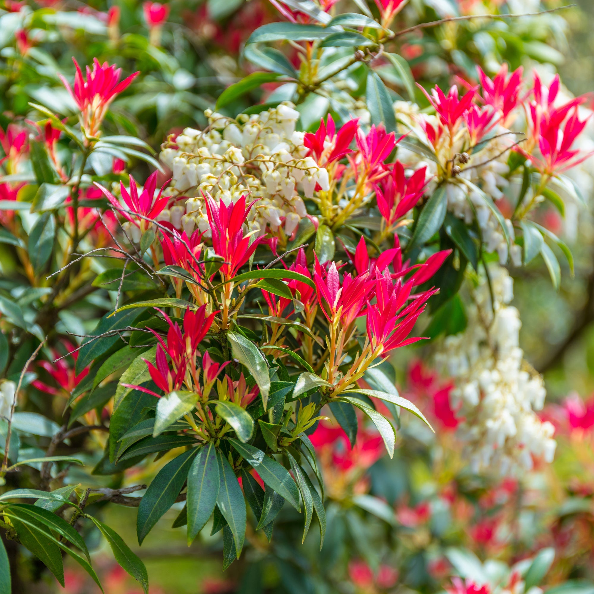  Pieris Forest Flame