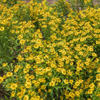  Collection De 15 Plantes Vivaces - 2 M²