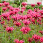  Collection De 15 Plantes Vivaces - 2 M²