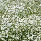  Collection De 15 Plantes Vivaces - 2 M²